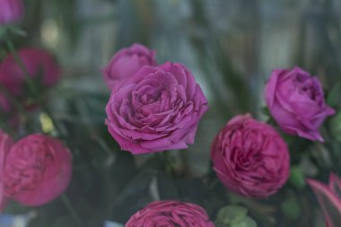 Bir buket güzel çiçek.