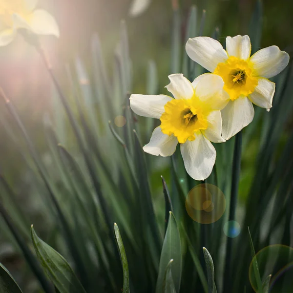 Flores dos narcisos na primavera . — Fotografia de Stock