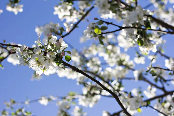 Una rama de un árbol floreciente es un manzano contra un cielo azul. Fondo de primavera . — Foto de Stock