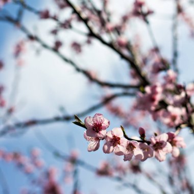 bir dal bir çiçekli ağaç bahar arka plan üzerinde pembe çiçekler.