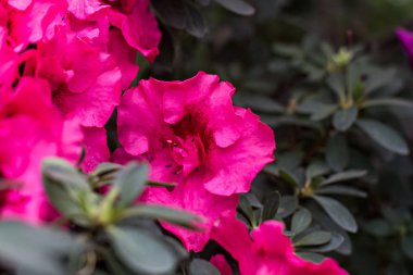 Açelya çiçekleri. Pembe açelya