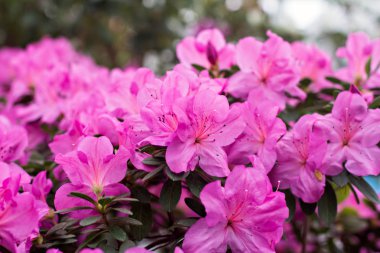 Açelya çiçekleri. Pembe açelya