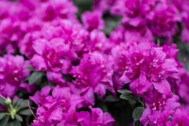 Açelya çiçekleri. Pembe açelya