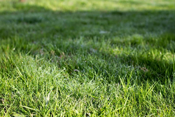 Hierba verde joven con rocío . —  Fotos de Stock