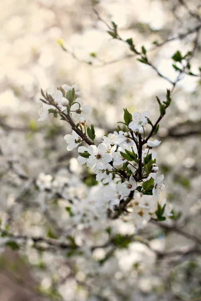 Egy virágzó fa a szilva. Virágzó fa. — Stock Fotó