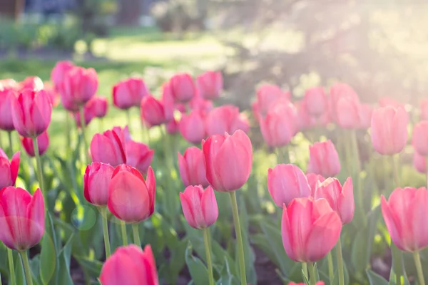 Field, flower bed with pink tulips