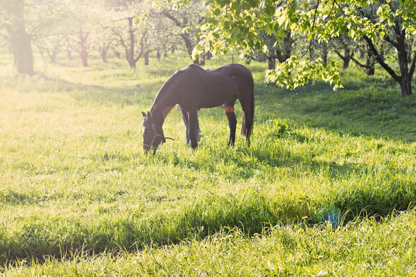 Das Pferd weidet auf einer grünen Wiese sonnendurchflutet — Stockfoto
