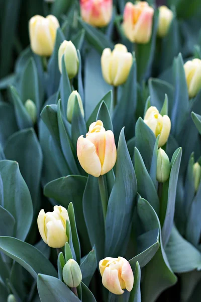 Muitas tulipas. Flores da Primavera. Um canteiro de flores com tulipas — Fotografia de Stock