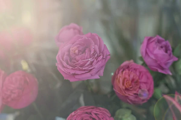 Un ramo de hermosas flores —  Fotos de Stock