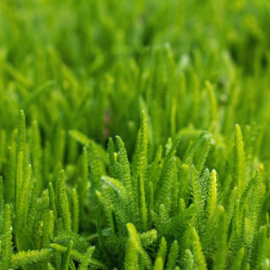 Genç yeşil çimen çiy ile.