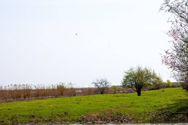 Bir şeftali çiçek açması ağacıdır. Çiçekli ağaç. 