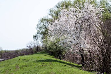 Bir şeftali çiçek açması ağacıdır. Çiçekli ağaç. 