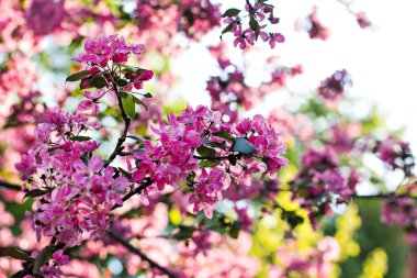 bir dal bir çiçekli ağaç bahar arka plan üzerinde pembe çiçekler.