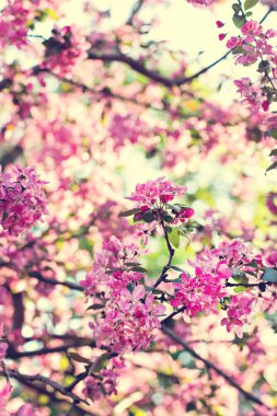 bir dal bir çiçekli ağaç bahar arka plan üzerinde pembe çiçekler.