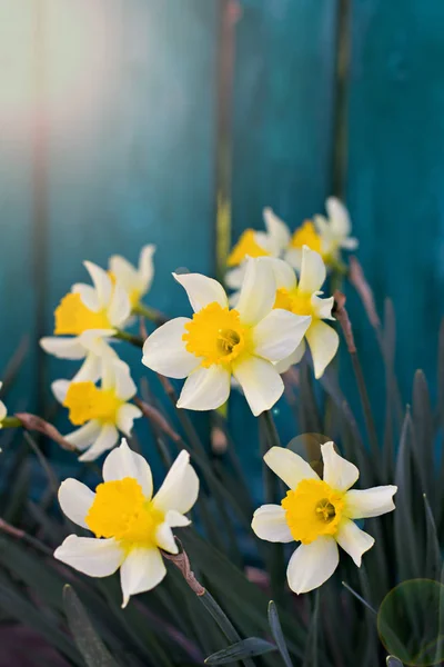 Λουλούδια της νάρκισσους την άνοιξη. — Φωτογραφία Αρχείου