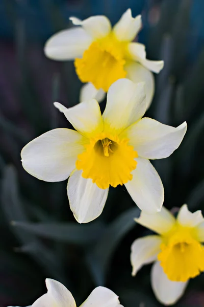 Flores de narcisos en primavera . — Foto de Stock