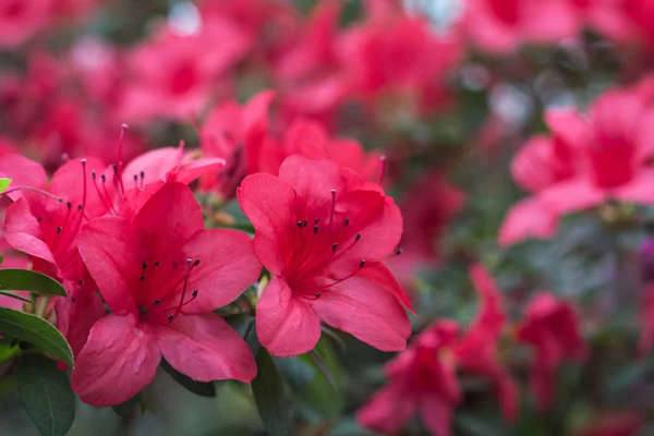 Květiny z Azalea. Růžová azalka — Stock fotografie