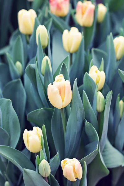 Muitas tulipas. Flores da Primavera. Um canteiro de flores com tulipas — Fotografia de Stock