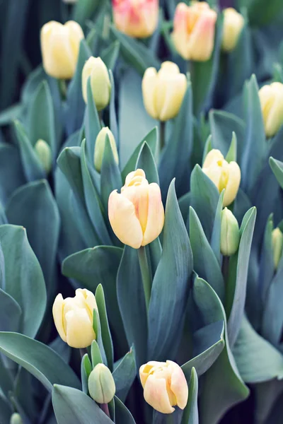 Vele tulpen. Lente bloemen. Een bloem bed met tulpen — Stockfoto