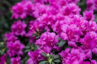 Açelya çiçekleri. Pembe açelya