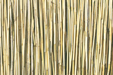 reed, kurutulmuş küme. 