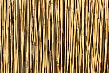 reed, kurutulmuş küme. 