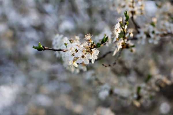 A blossoming tree is a peach. Flowering tree. — Stock Photo, Image