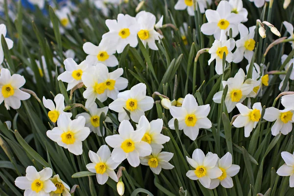 Flowers of the daffodils in the spring. — Stock Photo, Image