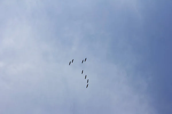 De kudde vliegende vogels in de blauwe hemel. — Stockfoto