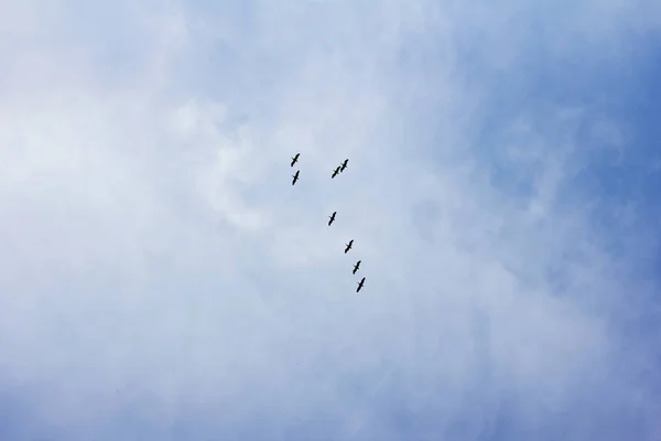 De kudde vliegende vogels in de blauwe hemel. — Stockfoto