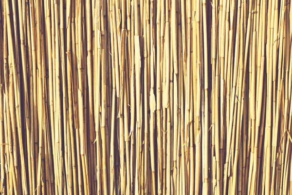 Сушеная тростниковая трость . — стоковое фото