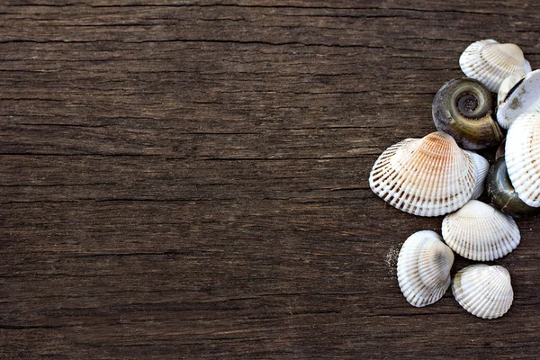 River seashells on a wooden background. Stock Picture