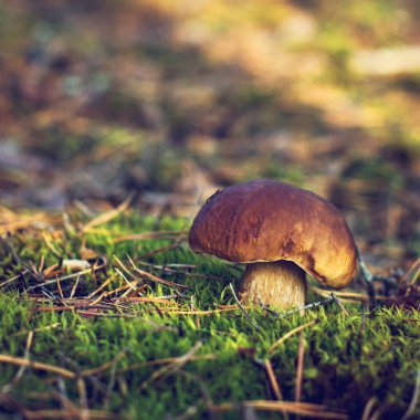 Ormanda beyaz mantar.