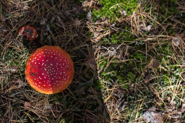 Amanita Muscaria. Ormanda kırmızı zehirli sinek mantarı.