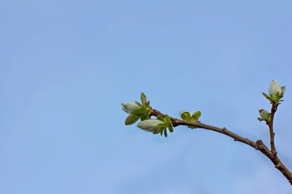 A branch of a tree with blooming buds. — Stock Photo, Image