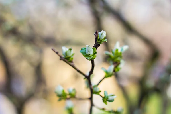 A branch of a tree with blooming buds. — Stock Photo, Image