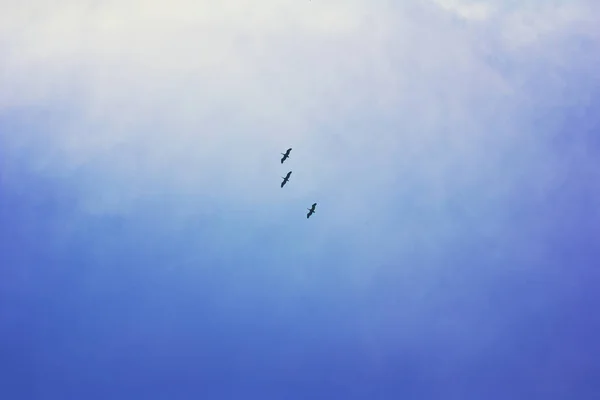 Der Schwarm fliegender Vögel am blauen Himmel. — Stockfoto