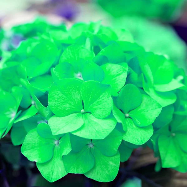 Hortensia Macrophylla — Foto de Stock