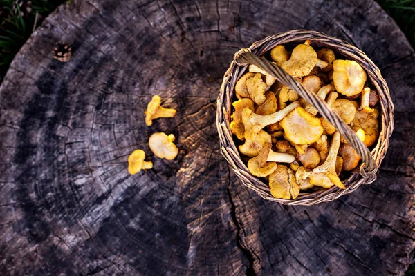 Mushrooms chanterelle in the basket — Stock Photo, Image