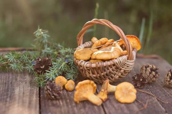 Paddestoelen hanenkam in de mand — Stockfoto