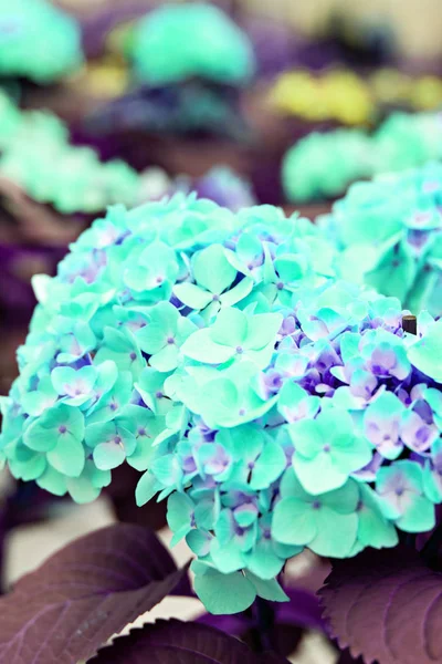 Hydrangea Macrophylla