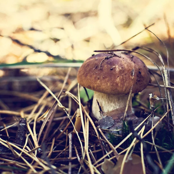 Белый гриб в лесу. — стоковое фото