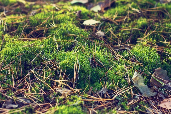 Musgo e folhas de outono no chão. Floresta de outono . — Fotografia de Stock