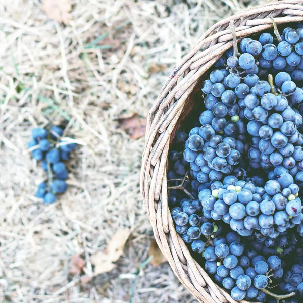 Dunkle Trauben in einem Korb. Weinlese. — Stockfoto