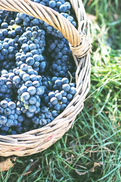 Dunkle Trauben in einem Korb. Weinlese. — Stockfoto