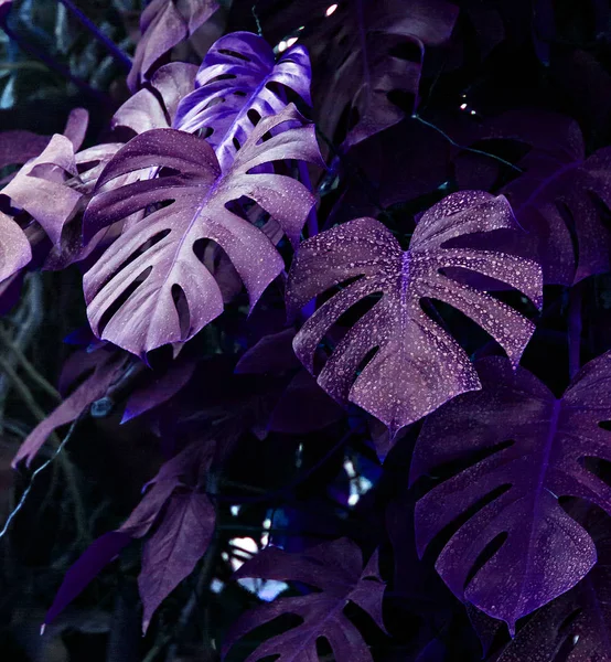 熱帯の葉で作られた創造的な蛍光色のレイアウト. — ストック写真