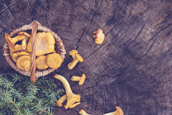 Cogumelos chanterelle na cesta — Fotografia de Stock