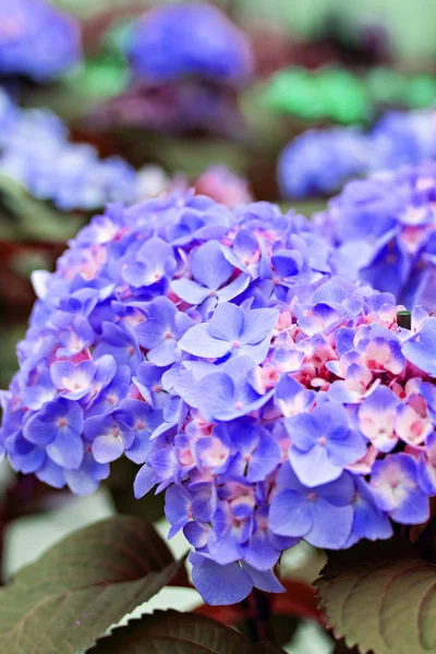 Hortênsia Macrofila — Fotografia de Stock