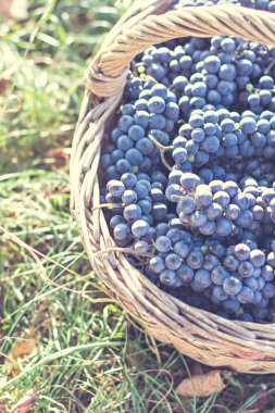 Sepet içinde karanlık üzüm. Üzüm hasat.