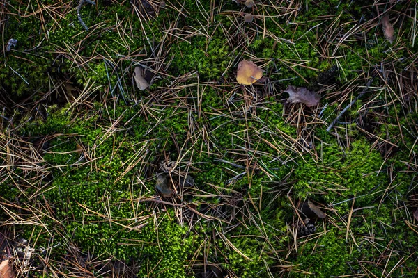 Musgo e folhas de outono no chão. Floresta de outono . — Fotografia de Stock